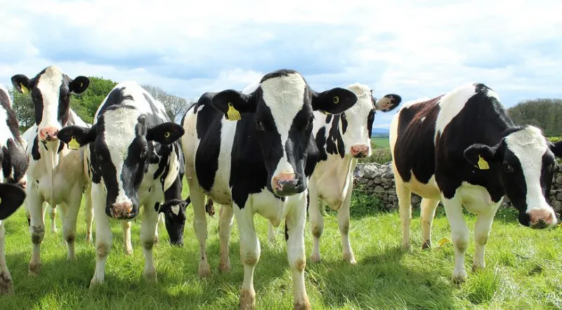 В Оренбуржье произведено 140,8 тыс. тонн коровьего молока 