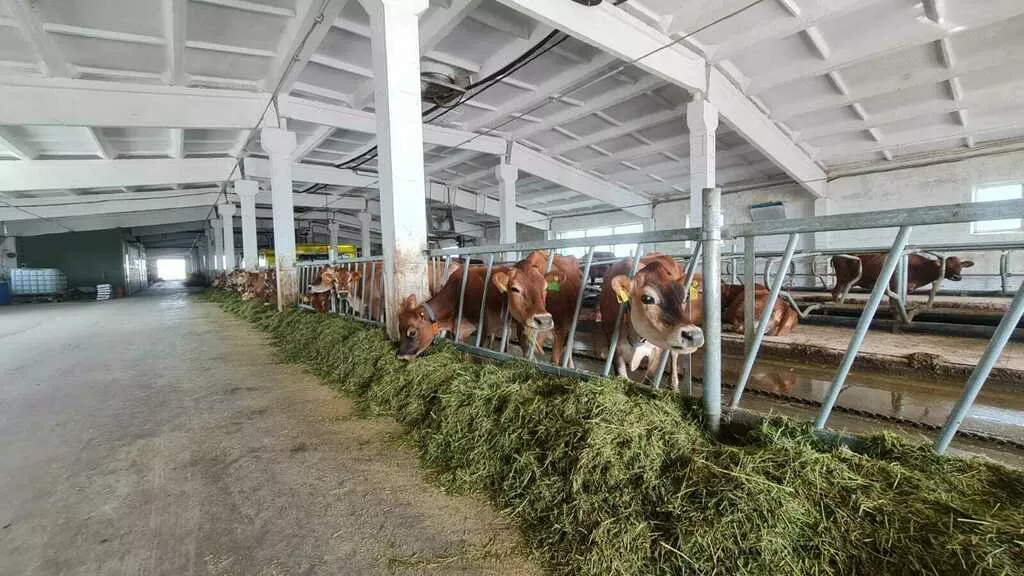 молоко сырое цельное джерсейских коров в Оренбурге и Оренбургской области